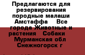 Предлагаются для резервирования породные малаши Амстаффа  - Все города Животные и растения » Собаки   . Мурманская обл.,Снежногорск г.